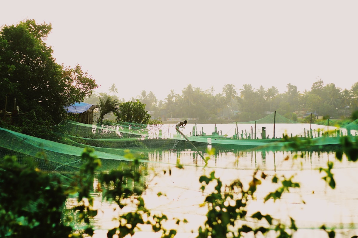 Shrimp farm ponds with bird netting, Andhra Pradesh